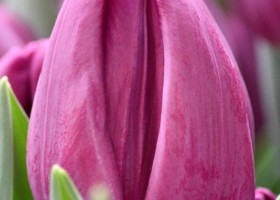 Tulipa Bullit ® (4)